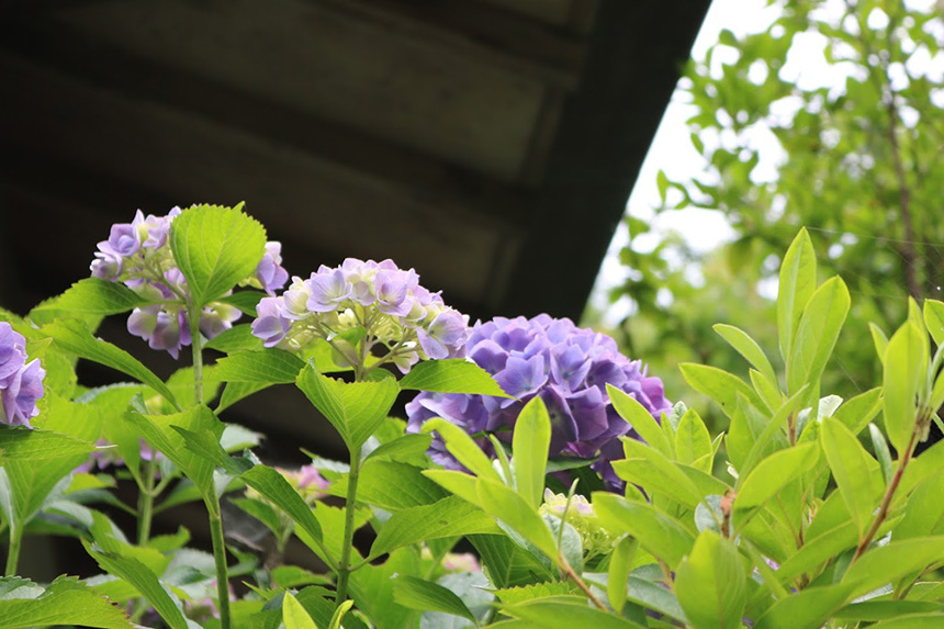 鎌倉・光則寺の階段付近に咲く紫陽花