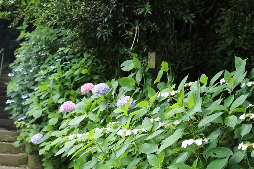 鎌倉・光則寺の6分咲きの紫陽花