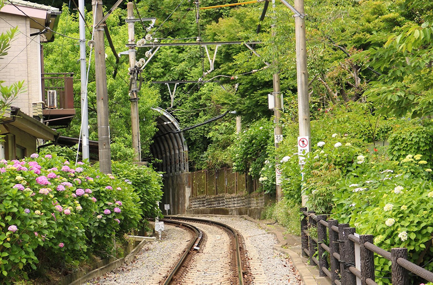 鎌倉・江ノ電から見る線路沿いの紫陽花