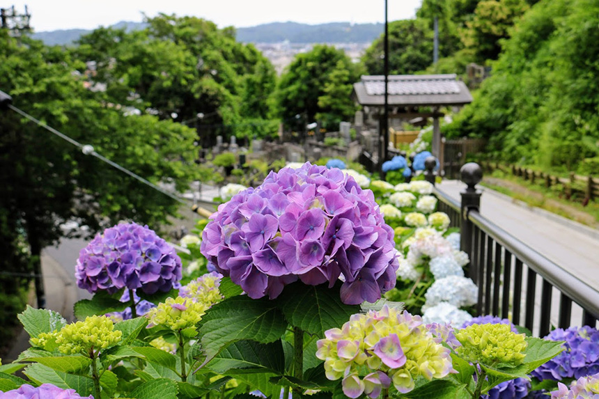 鎌倉・成就院の紫陽花