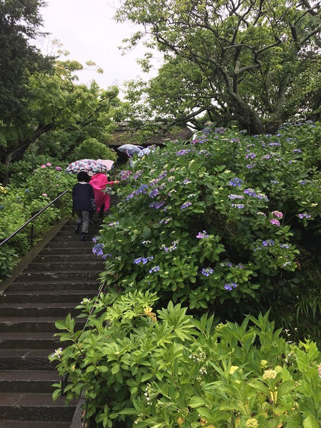 北鎌倉・東慶寺の山門に向かう途中の紫陽花