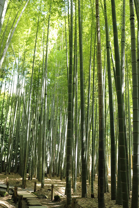 鎌倉・報告寺の竹林