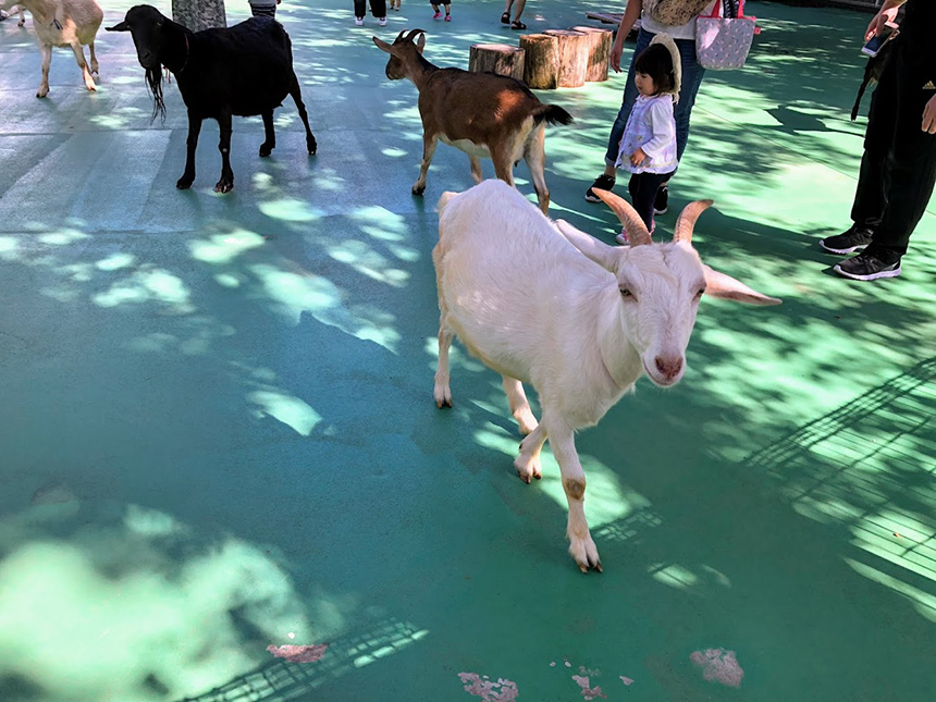 ふれあい動物園の山羊