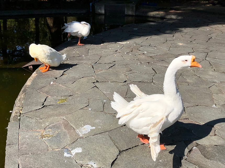 ふれあい動物園のアヒル
