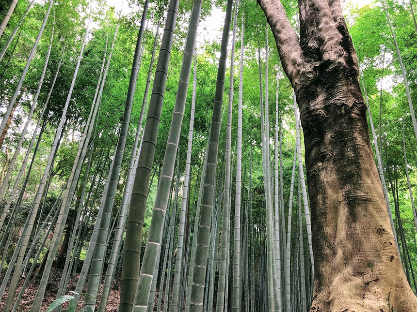 茅ヶ崎里山公園