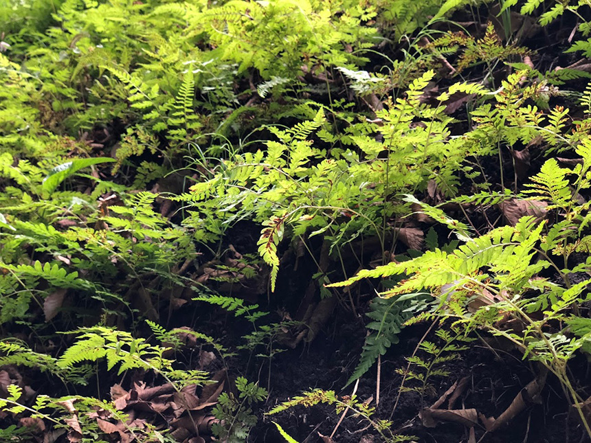 森