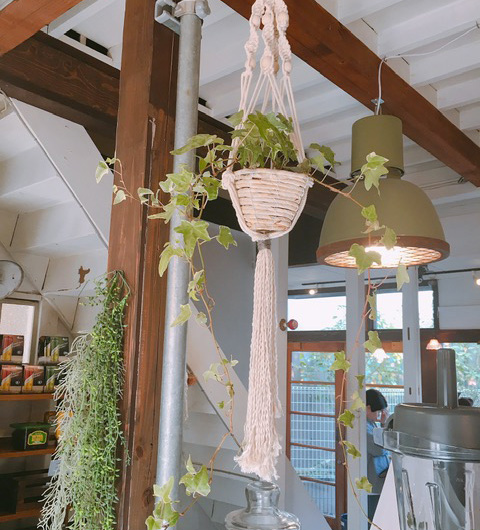 湘南オーガニックサラダ専門店『very veggy by BRUNCHES(ベリー ベジー バイ ブランチーズ)』の店内植物