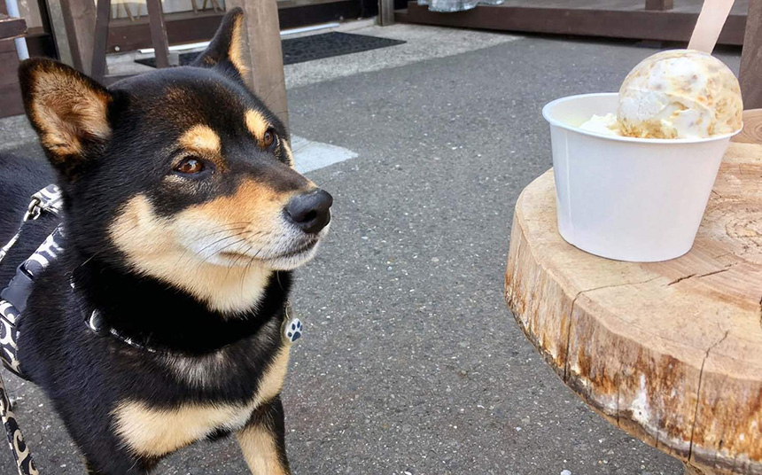 鵠沼海岸『ヒロホームメイドアイスクリーム（Hilo Homemade Ice Cream）』のアイスと犬