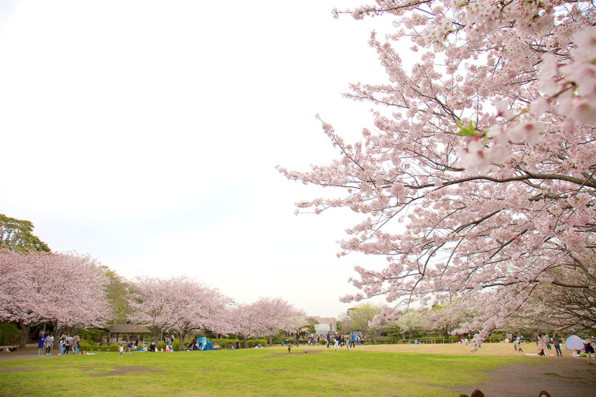 藤沢市の長久保公園