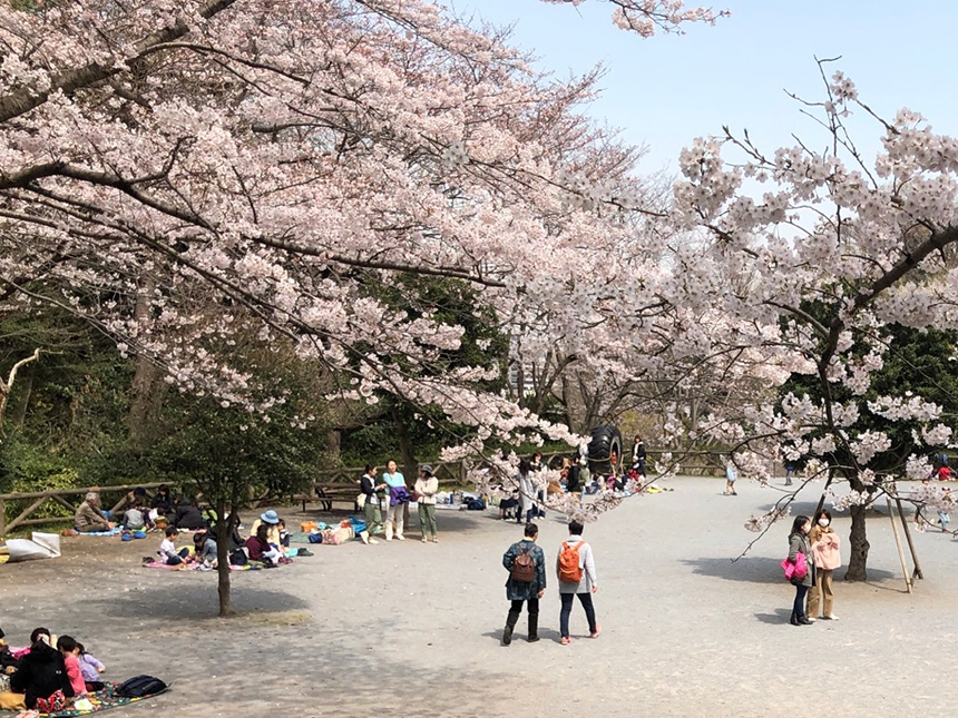 藤沢市の新林公園