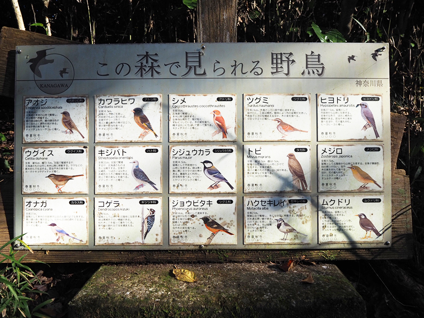葉山『南郷上ノ山公園』で見られる野鳥