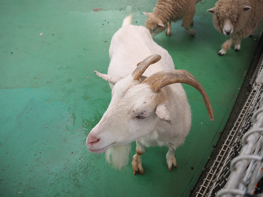 『平塚市総合公園』ふれあい動物園のヤギと羊