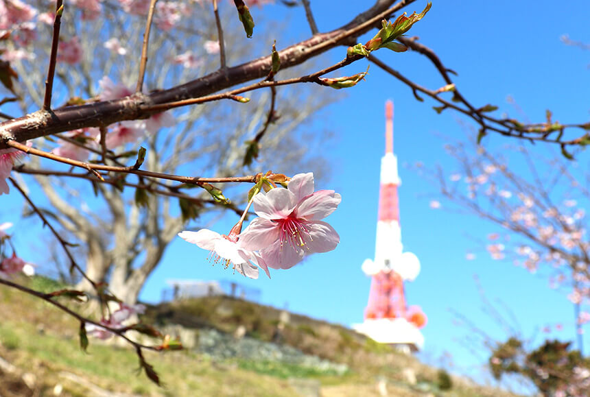 平塚の公園『湘南平』の桜