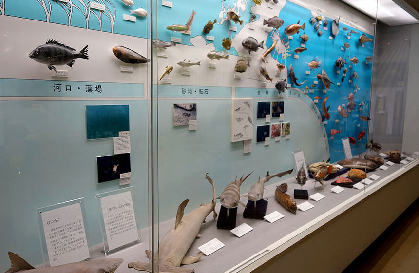 葉山しおさい博物館の海洋展示物