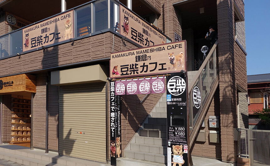 鎌倉の豆柴カフェ