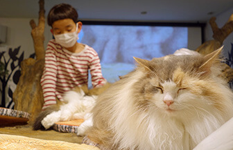 鎌倉『ねこのダヤンと猫の島カフェ』で猫と触れ合おう！ | mamamoana