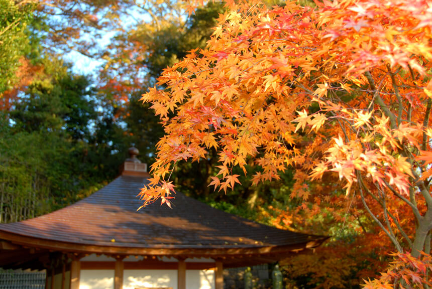 長谷寺境内を彩る紅葉