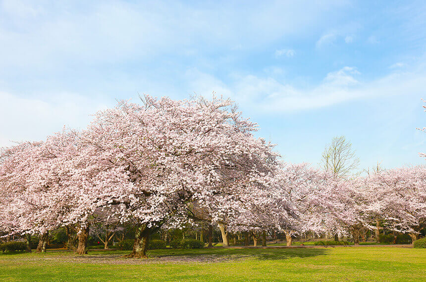 大庭城址公園は桜の名所