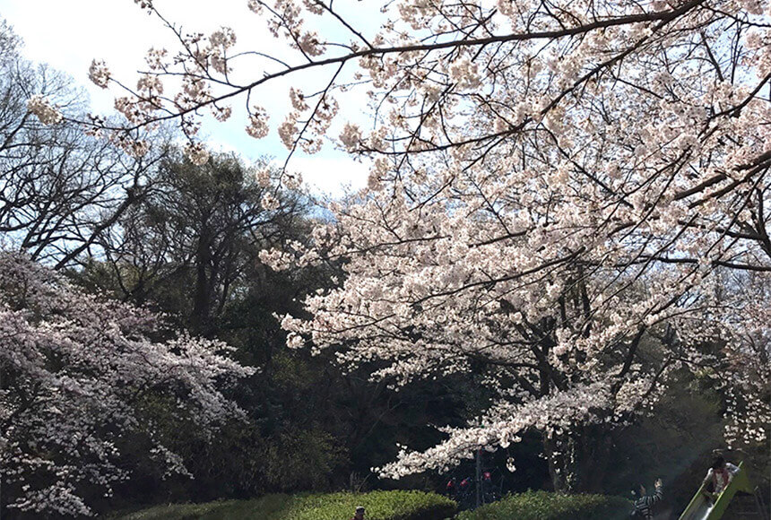 藤沢・新林公園は梅や桜の名所