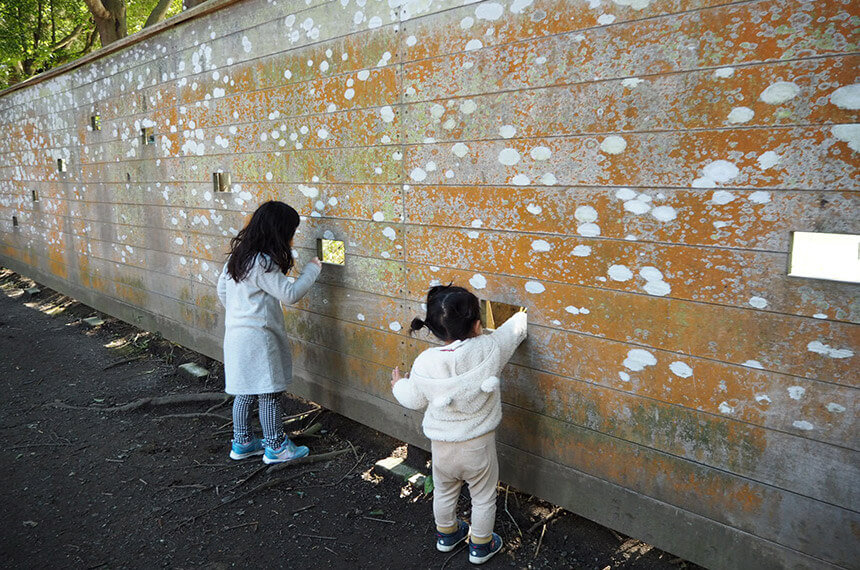 新林公園・川名大池近くでバードウォッチング