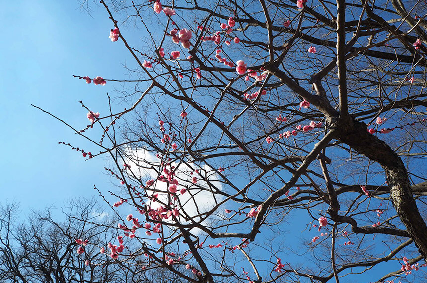 藤沢市新林公園の梅の木