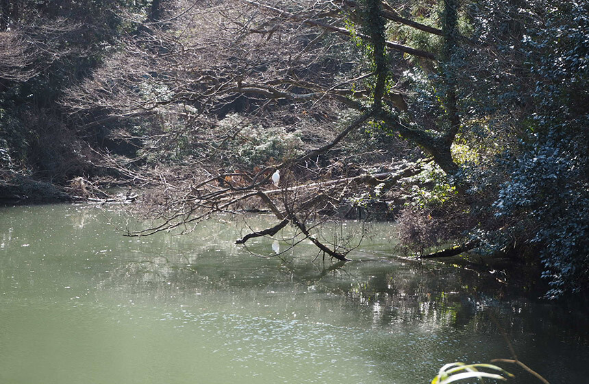 藤沢市新林公園の川名大池を飛ぶ白い鳥