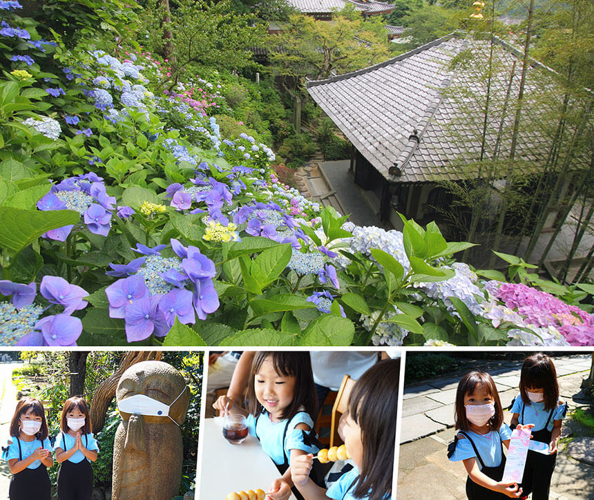 鎌倉 長谷のあじさいの名所 長谷寺 へ 子どもと一緒にお出かけしよう Mamamoana ママモアナ 湘南