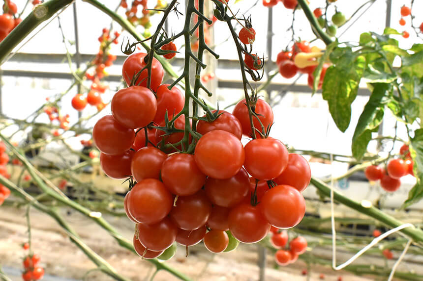 井出トマト農園のミニトマト