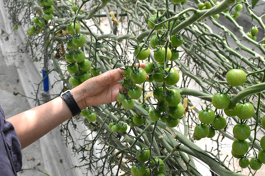 サングリーンという品種のミニトマト