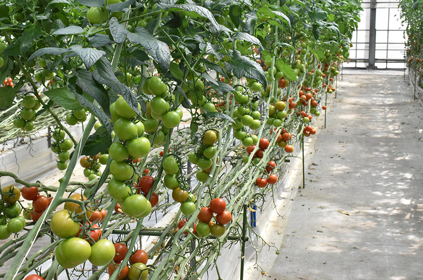 トマト狩りのトマト農園