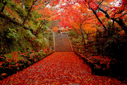 長谷寺の紅葉風景
