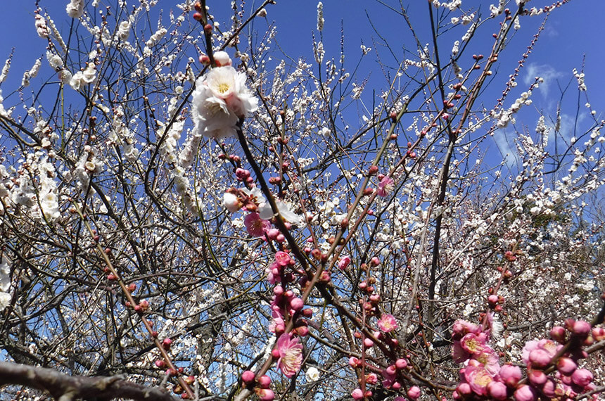 大庭城址公園の梅の花