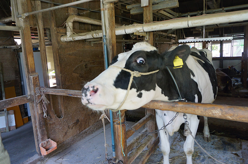 柿沢ファームの乳牛