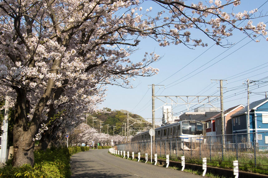逗子・第一運動公園の桜