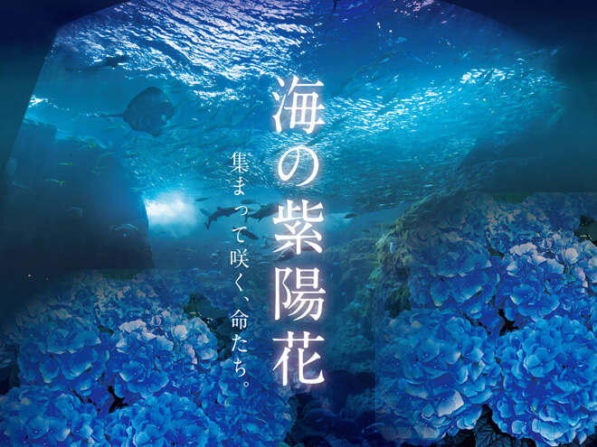 新江ノ島水族館6月イベント・海の紫陽花