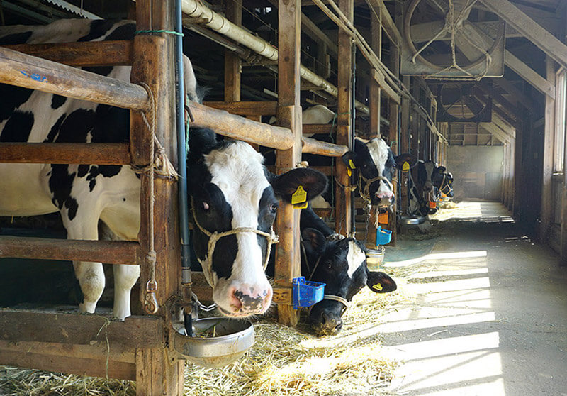 茅ヶ崎の酪農牧場・かきざわ牧場の牛