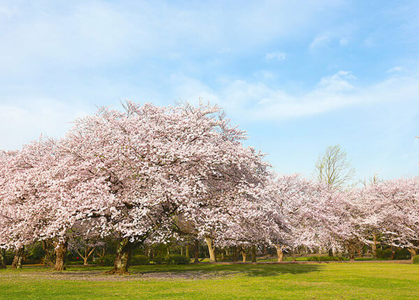 藤沢市・大庭城址公園