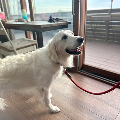 犬同伴できる鎌倉・材木座カフェ75の店内席