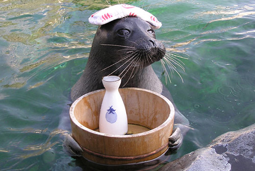 箱根園水族館のアシカ