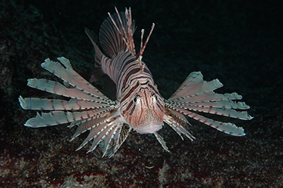 おでかけえのすいの海の生き物