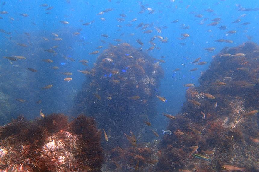 ソラスズメダイなどの海の生き物