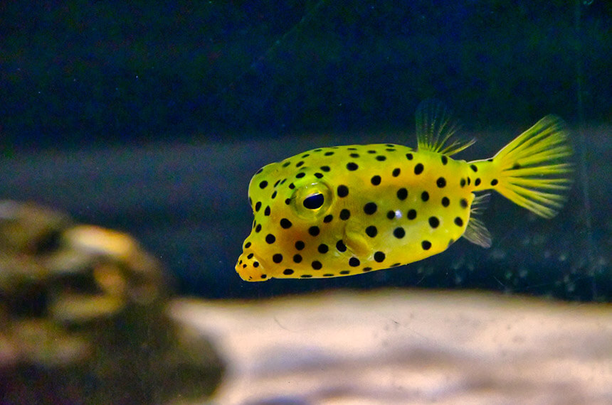 南方のお魚・ミナミハコフグ