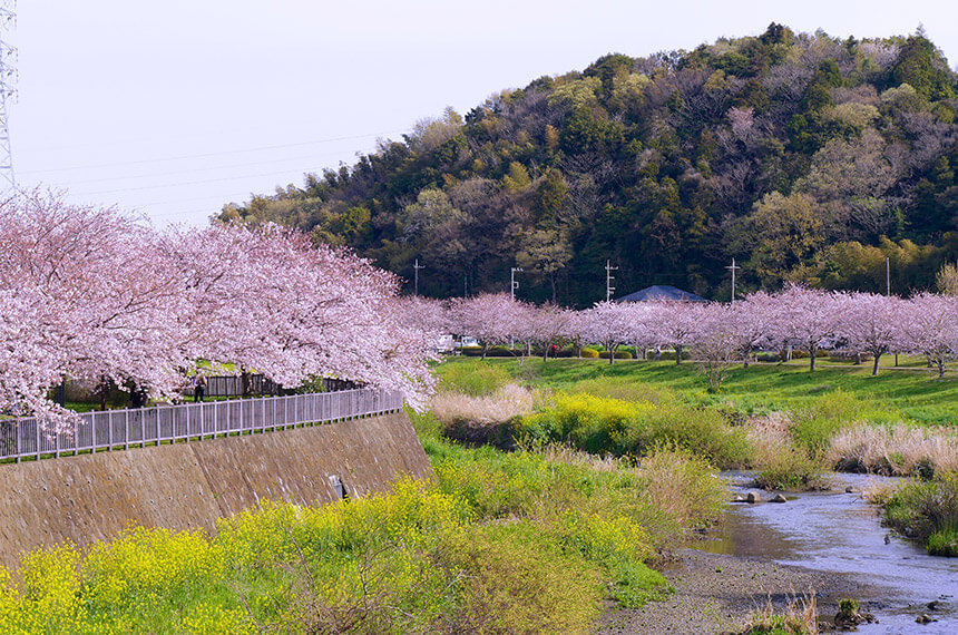 藤沢・引地川親水公園の桜並木