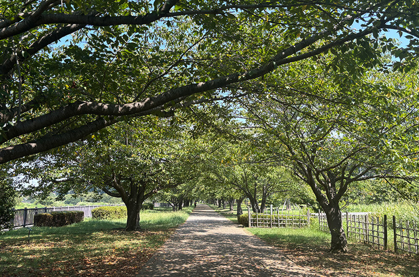引地川親水公園の桜並木