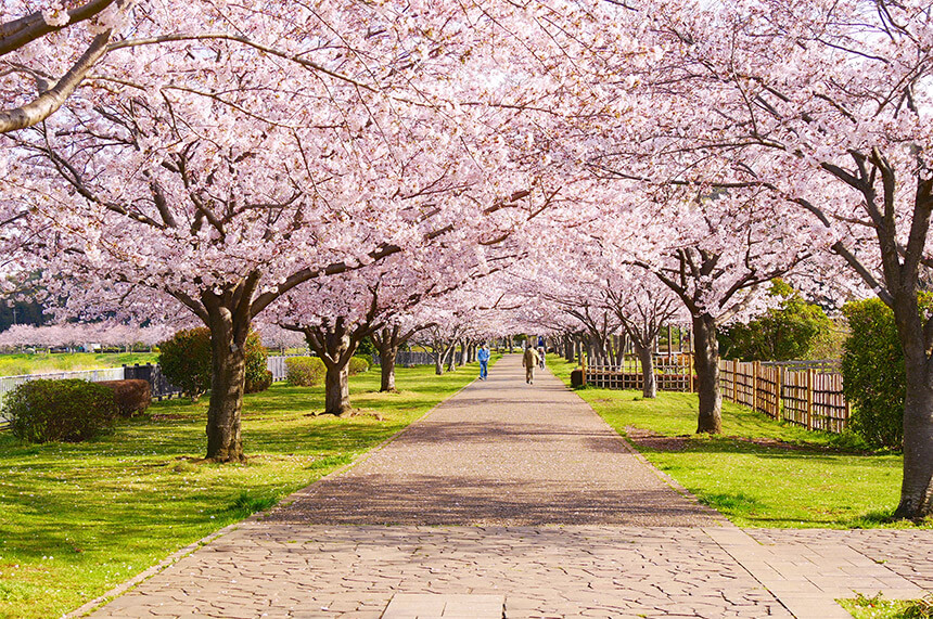 お花見時期の引地川親水公園の桜